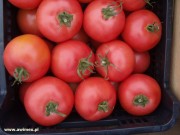 pomidor vp2[1].jpg